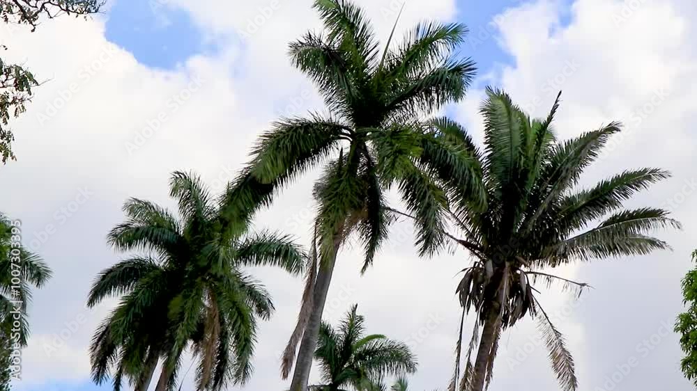 Tropical palm trees palms tree plants in Alajuela Costa Rica. Tropical palm trees palms tree plants in Alajuela Costa Rica.