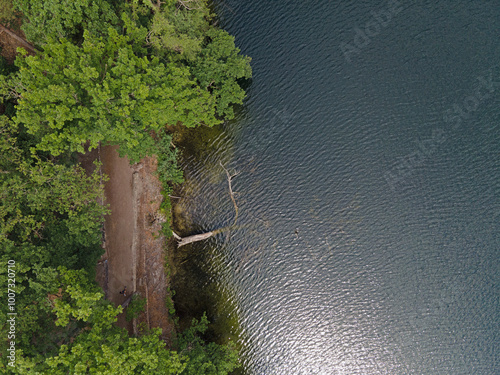 Aerial top down of fallen tree in Krumme Lanke Lake summer in Grunewald Forest West Berlin photo