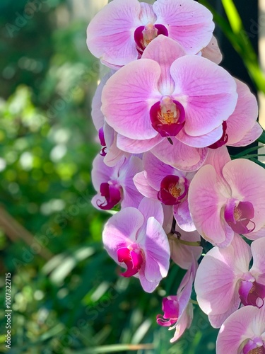 pink orchid flower