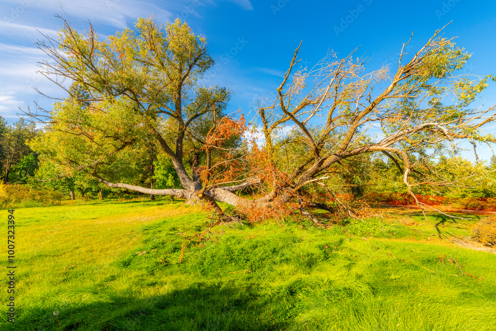 Obraz premium The landmark Willow Tree at the Finch Arboretum which was used as a playground and photo backdrop for many years, now scheduled to be removed due to damage, in Spokane, Washington USA.