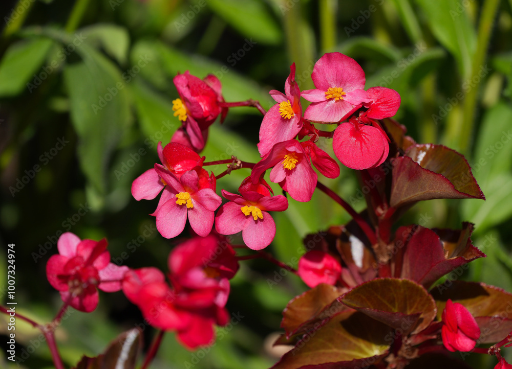 A Red Bronze Leaf Begonia, a Wax Begonia known for tolerating full sun, blooming in a sunny garden. A Red Bronze Leaf Begonia, a Wax Begonia known for tolerating full sun, blooming in a sunny garden.