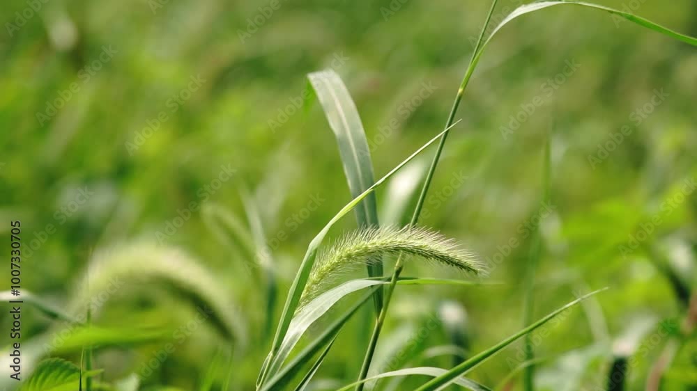 Healing warm live action summer sunshine grass aerial mirror mood video Healing warm live action summer sunshine grass aerial mirror mood video