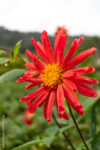 Uma abelha pousando delicadamente em uma flor vermelha vibrante, capturada no meio da ação enquanto coleta néctar.