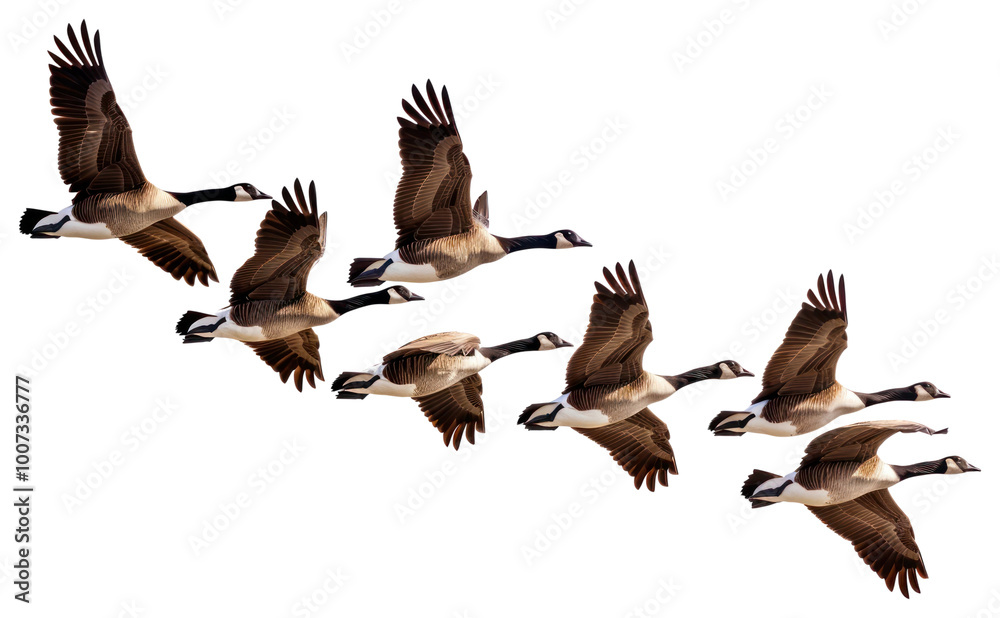 Fototapeta premium PNG Migrating geese in flight formation