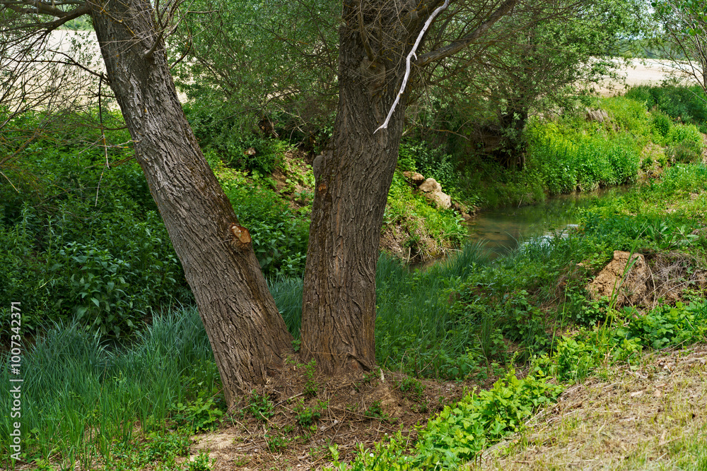 Two trees near a small stream in a lush green area Two trees near a small stream in a lush green area