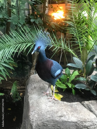 Victoria Crowned-Pigeon  photo