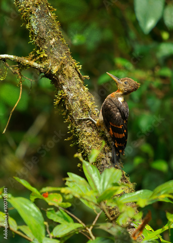 Orange-backed woodpecker - Chrysocolaptes validus bird in Picidae, found in Thailand, Malaya, Sarawak and Sabah in Malaysia, Brunei, Sumatra and Java, forest specialist found in the canopy photo