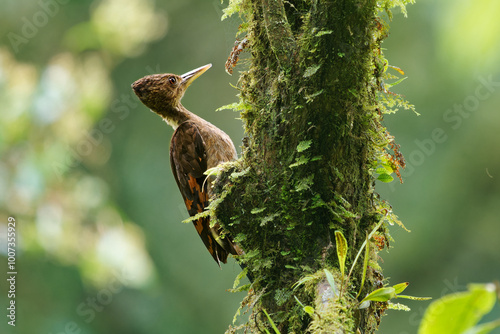 Orange-backed woodpecker - Chrysocolaptes validus bird in Picidae, found in Thailand, Malaya, Sarawak and Sabah in Malaysia, Brunei, Sumatra and Java, forest specialist found in the canopy photo