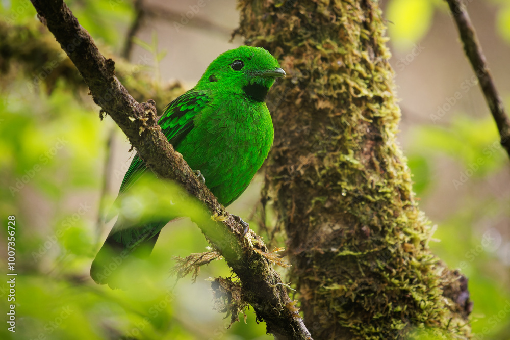 Whitehead's broadbill - Calyptomena whiteheadi bird in Calyptomenidae endemic to the mountain ranges of north-central Borneo, green and black bird nesting in the hanging nests in the forest Whitehead's broadbill - Calyptomena whiteheadi bird in Calyptomenidae endemic to the mountain ranges of north-central Borneo, green and black bird nesting in the hanging nests in the forest