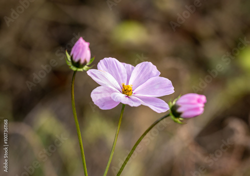 Delicate purple cosmos flower blooming in the garden