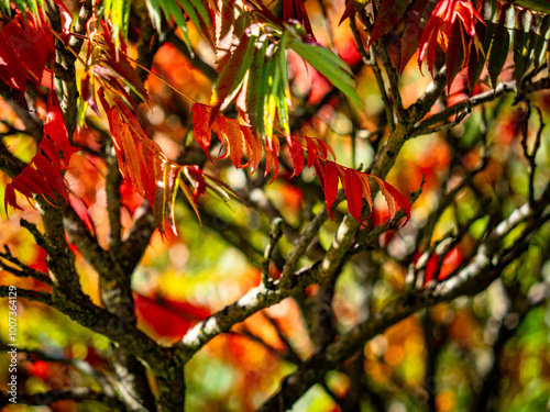 Herbstlich gefärbte Blätter an einem Götterbaum photo