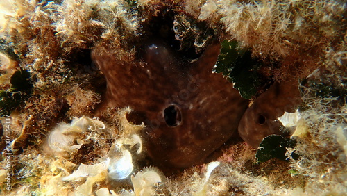 Kidney sponge (Chondrosia reniformis) undersea, Aegean Sea, Greece, Alonissos island, Chrisi Milia beach photo