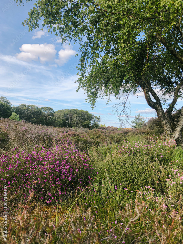 landscape of wild flowers bushes and trees on a nature reserve in the UK with blue sky and clouds landscape of wild flowers bushes and trees on a nature reserve in the UK with blue sky and clouds