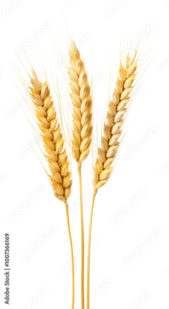 PNG Wheat food agriculture chandelier. PNG Wheat food agriculture chandelier.