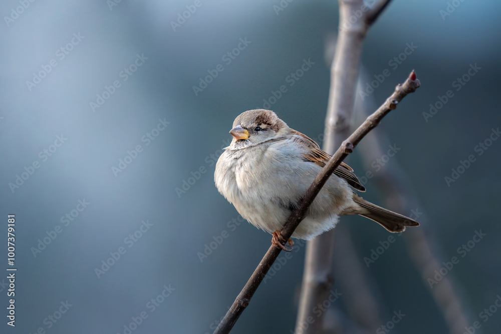 Obraz premium Sparrow perched on a tree branch