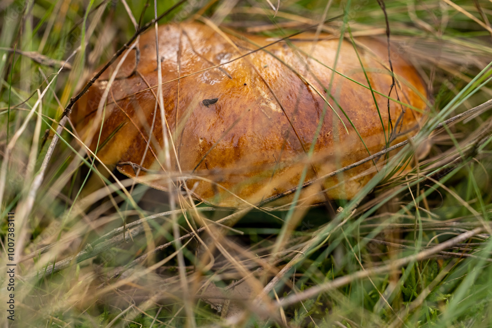 Large brown mushroom growing wild in grass Large brown mushroom growing wild in grass