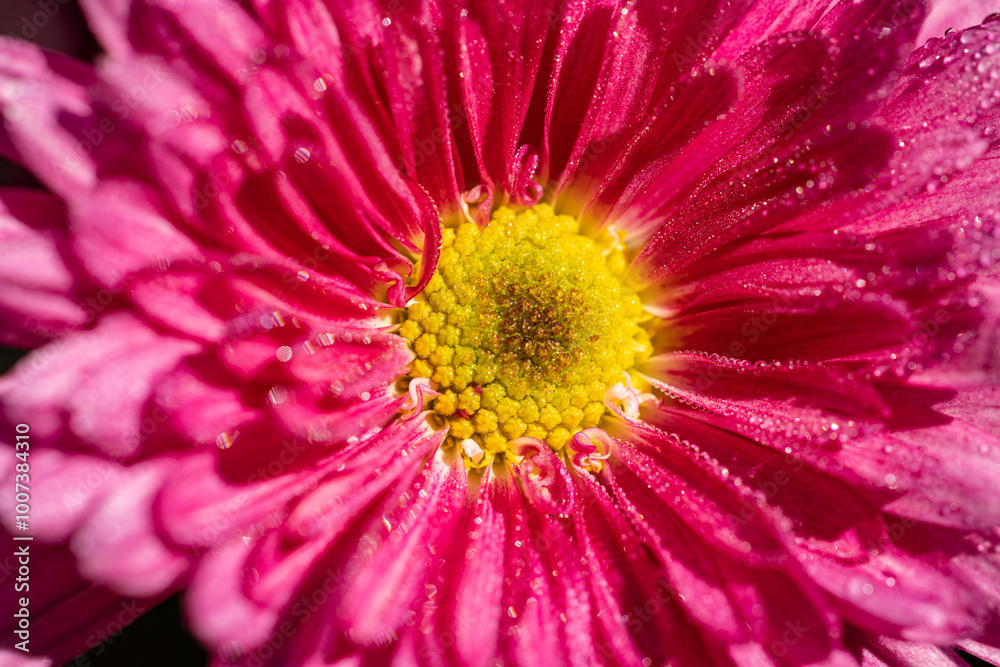 Pink flower head covered in water droplets showing its details Pink flower head covered in water droplets showing its details