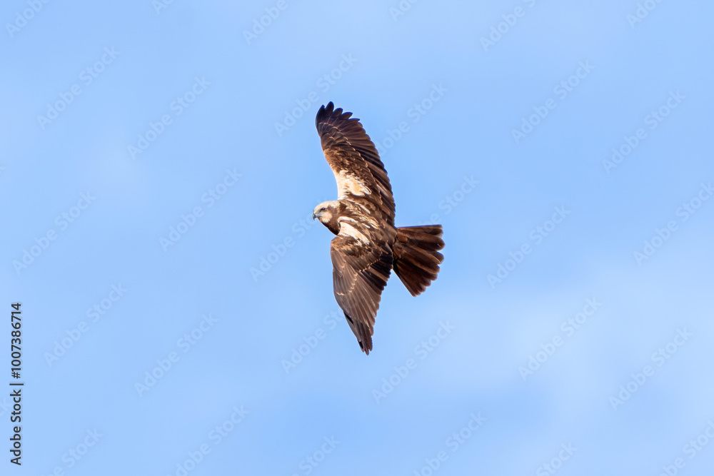 Fototapeta premium Western Marsh Harrier flies free in the sky