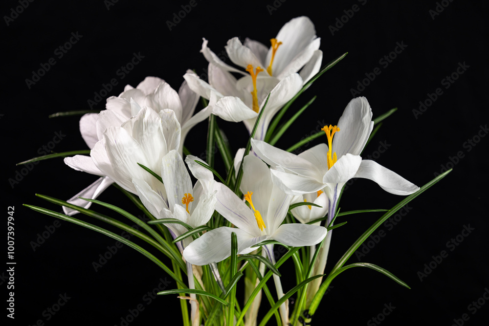 White crocuses blooming on black background White crocuses blooming on black background