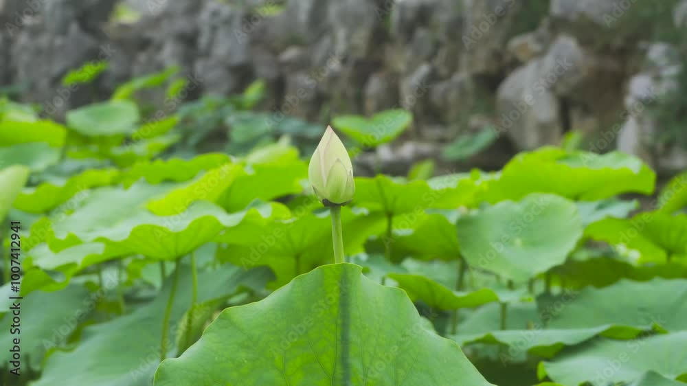 Summer Landscape Lotus Flower Pods Natural Writing Lotus Leaf Live Action Summer Landscape Lotus Flower Pods Natural Writing Lotus Leaf Live Action