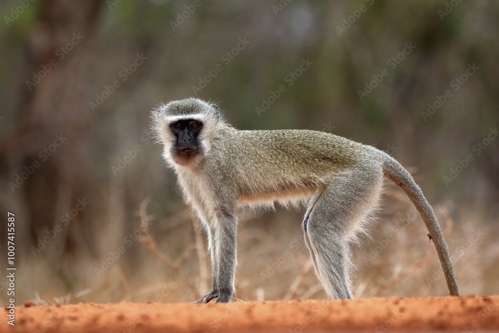 Vervet Monkey (Chlorocebus pygerythrus), adult, at the water, alert, Kruger National Park, Kruger National Park, Kruger National Park South Africa Vervet Monkey (Chlorocebus pygerythrus), adult, at the water, alert, Kruger National Park, Kruger National Park, Kruger National Park South Africa