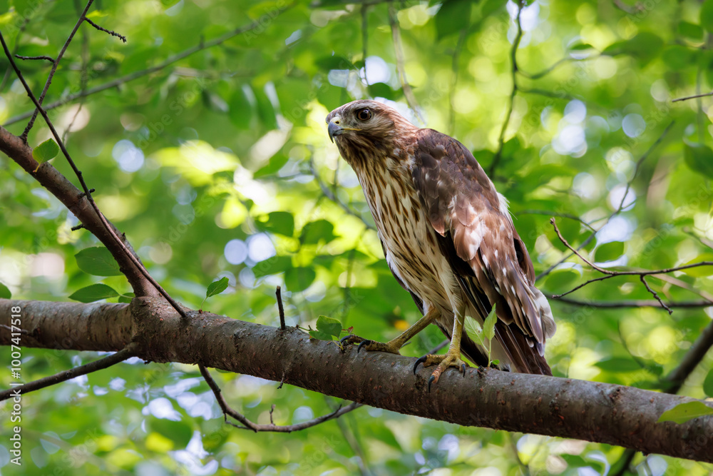 A hawk perched on a branch, surveying its woodland territory A hawk perched on a branch, surveying its woodland territory