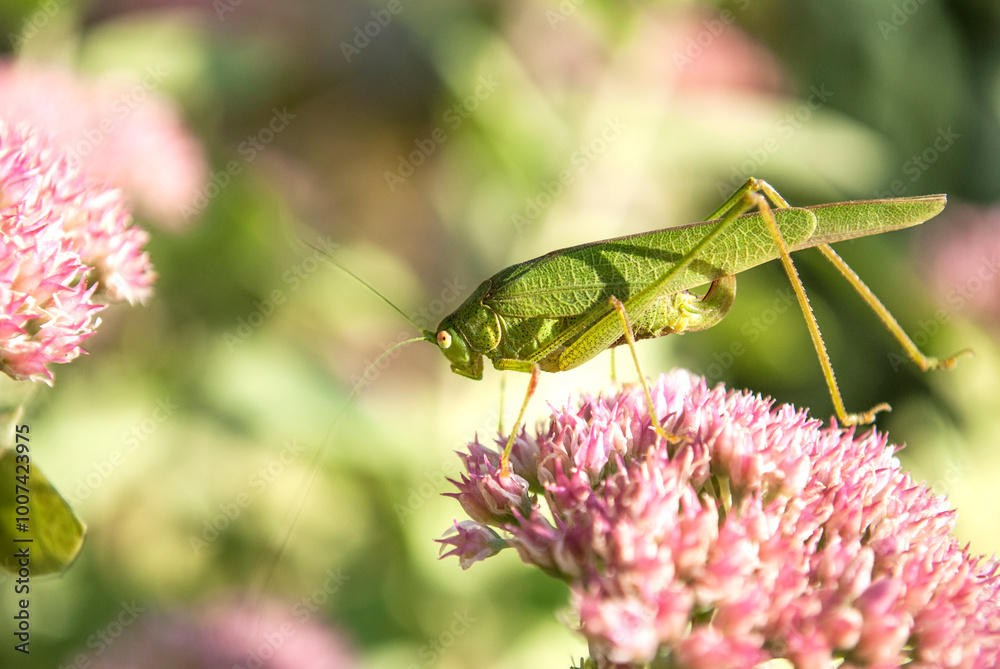 Grasshopper on a pink flower in the garden Grasshopper on a pink flower in the garden