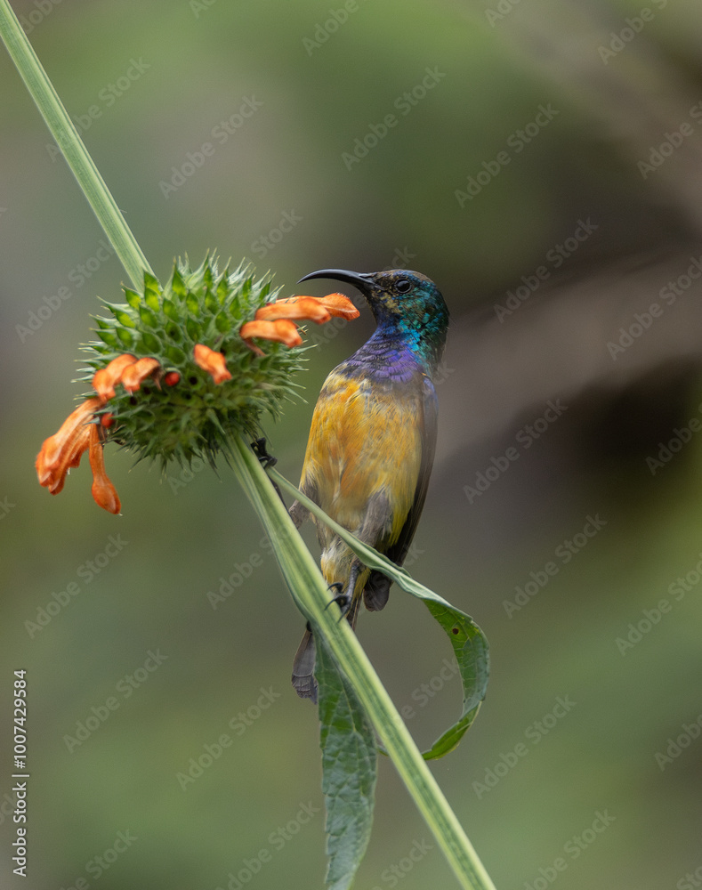 Fototapeta premium Regal sunbird (Cinnyris regius regius