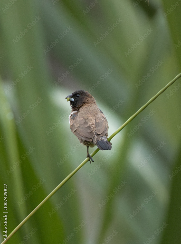 Obraz premium Bronze Mannikin