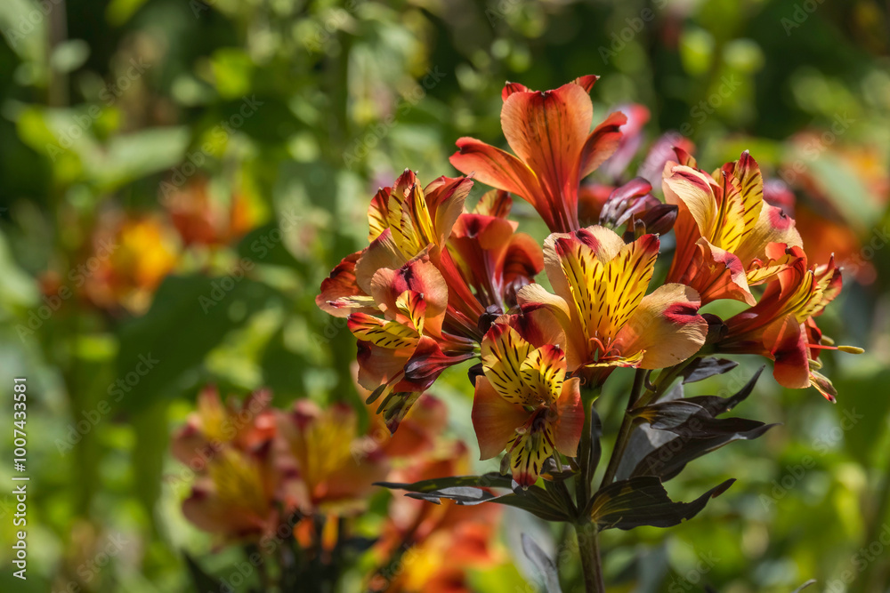 Inkalilien (Alstroemeria) Inkalilien (Alstroemeria)