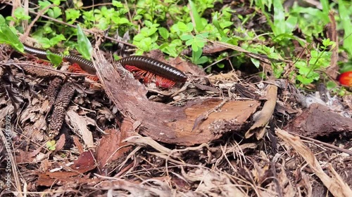 diplopoda walking on green grass photo