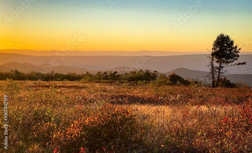Autumn Meadow