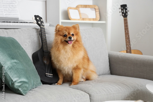 Cute Pomeranian dog with uk...