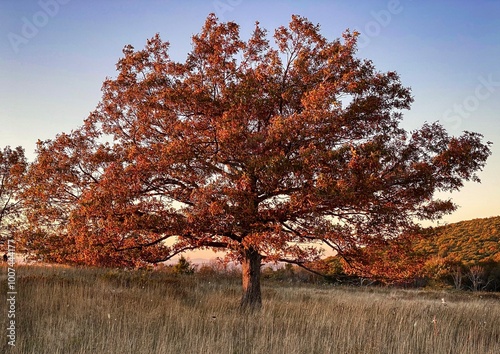 Tree in Sunset