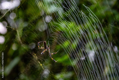 Orb Weaver spider web