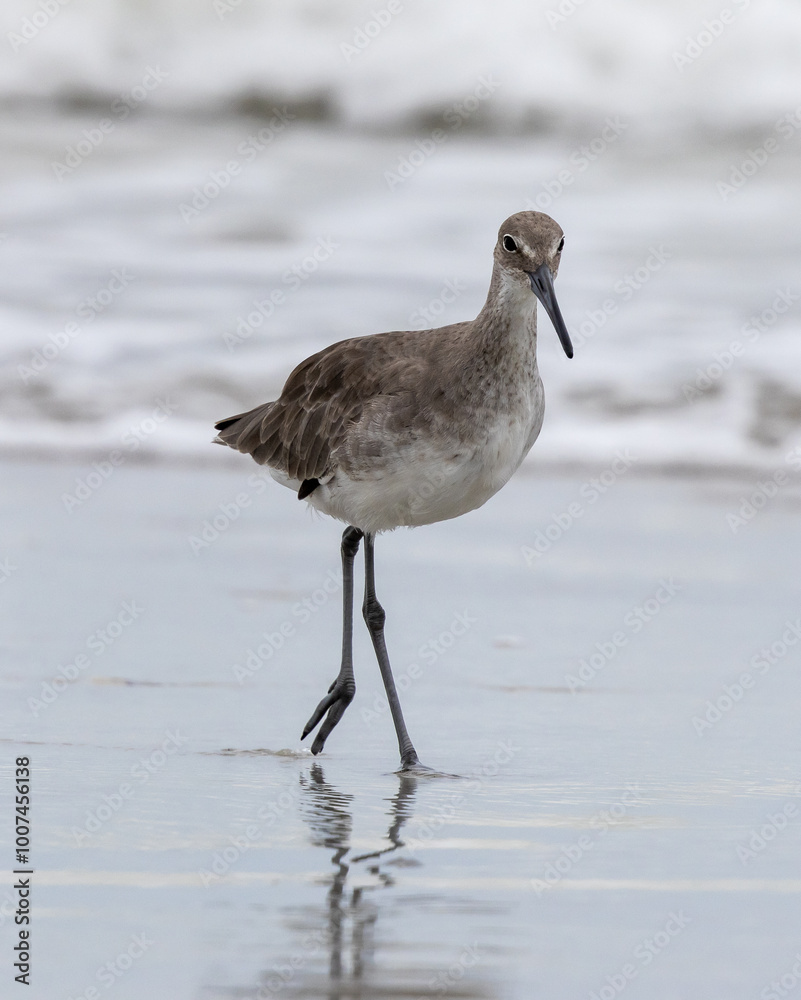 Willet Bird at the Beach Willet Bird at the Beach
