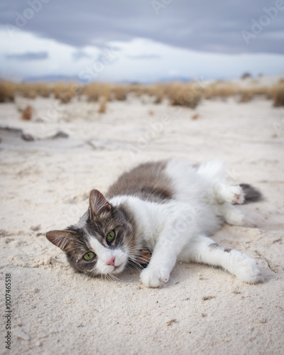 cat in the white desert sand