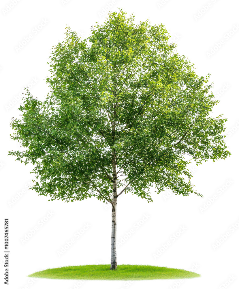 Naklejka premium PNG Real alder tree isolated environmental silhouette.