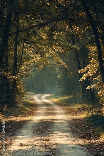 Sunbeams through trees on winding forest road in autumn. Golden light, mystery, nature, landscape photography