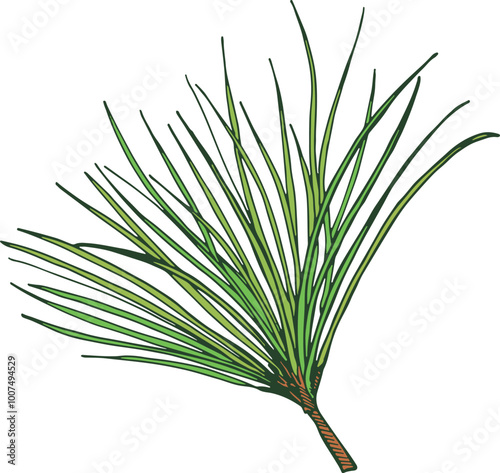 Pine needles color icon. Evergreen plant foliage