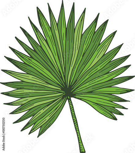 Green fan palm branch. Exotic plant drawing