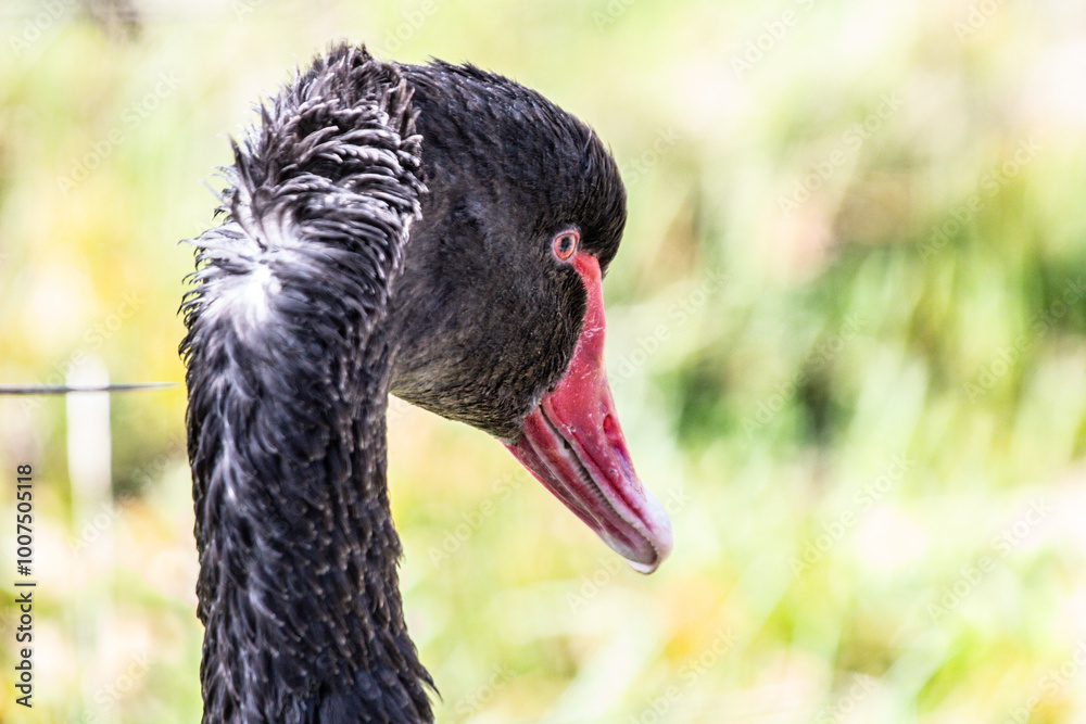 A Close-up Portrait of a Majestic Black Swan A Close-up Portrait of a Majestic Black Swan