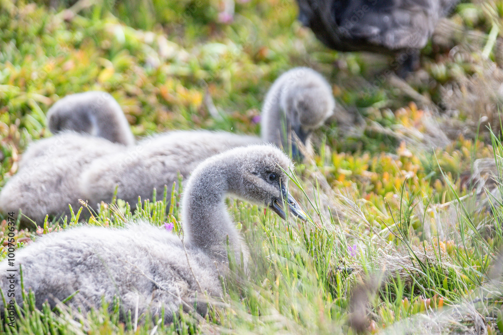 Peaceful Cygnets Resting in a Lush Green Meadow Peaceful Cygnets Resting in a Lush Green Meadow