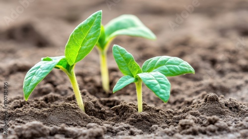 Sprouting Green Seedlings Emerging from Fertile Soil