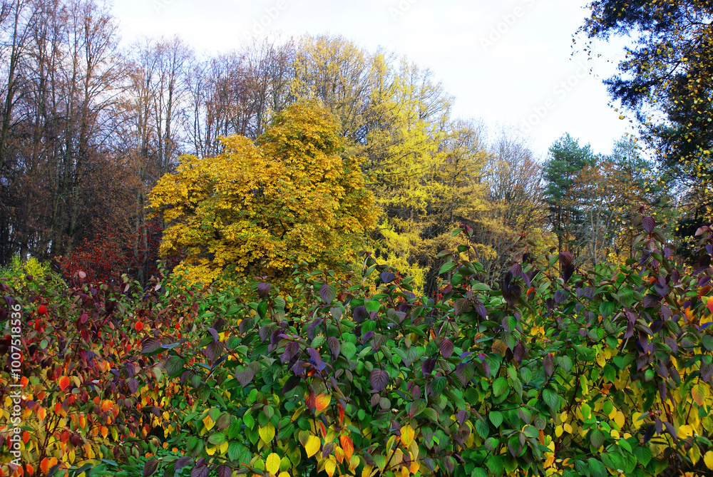 Autumn park with fallen leaves, beautiful autumn landscape, nature. Autumn park with fallen leaves, beautiful autumn landscape, nature.