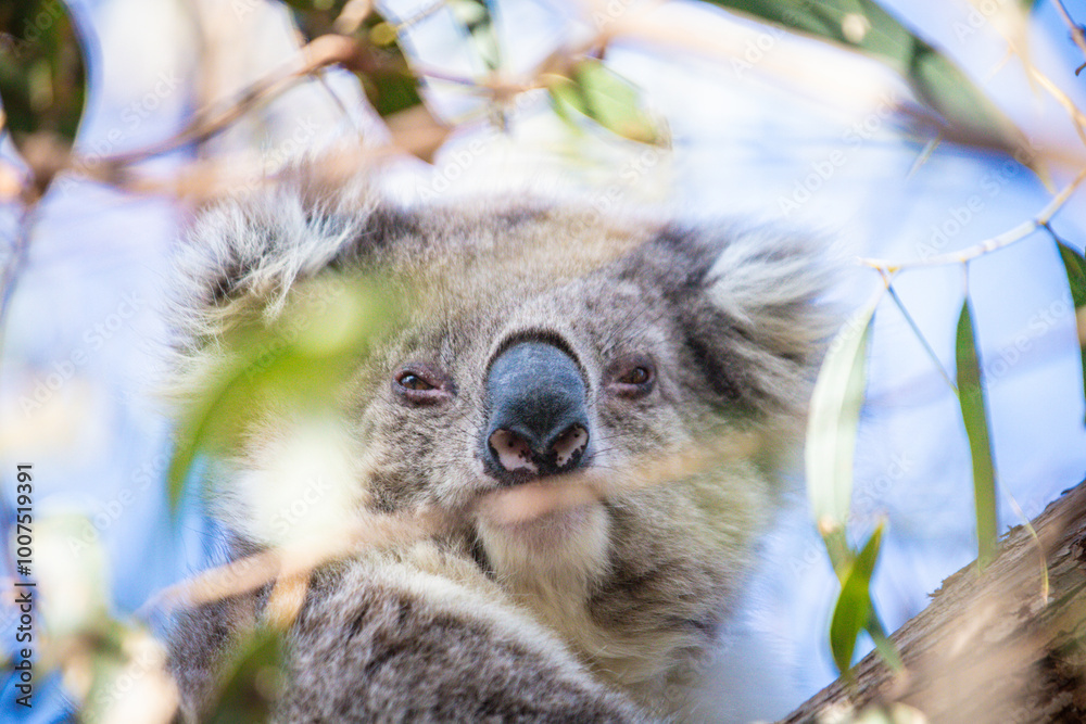 Obraz premium Resting Koala Relaxing on a Tree Branch in the Wild, Raymond Island, Australia
