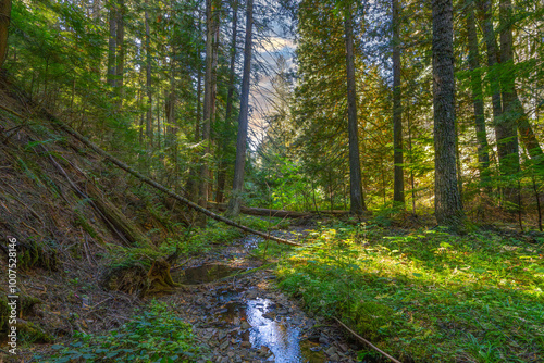 autumn in the forest