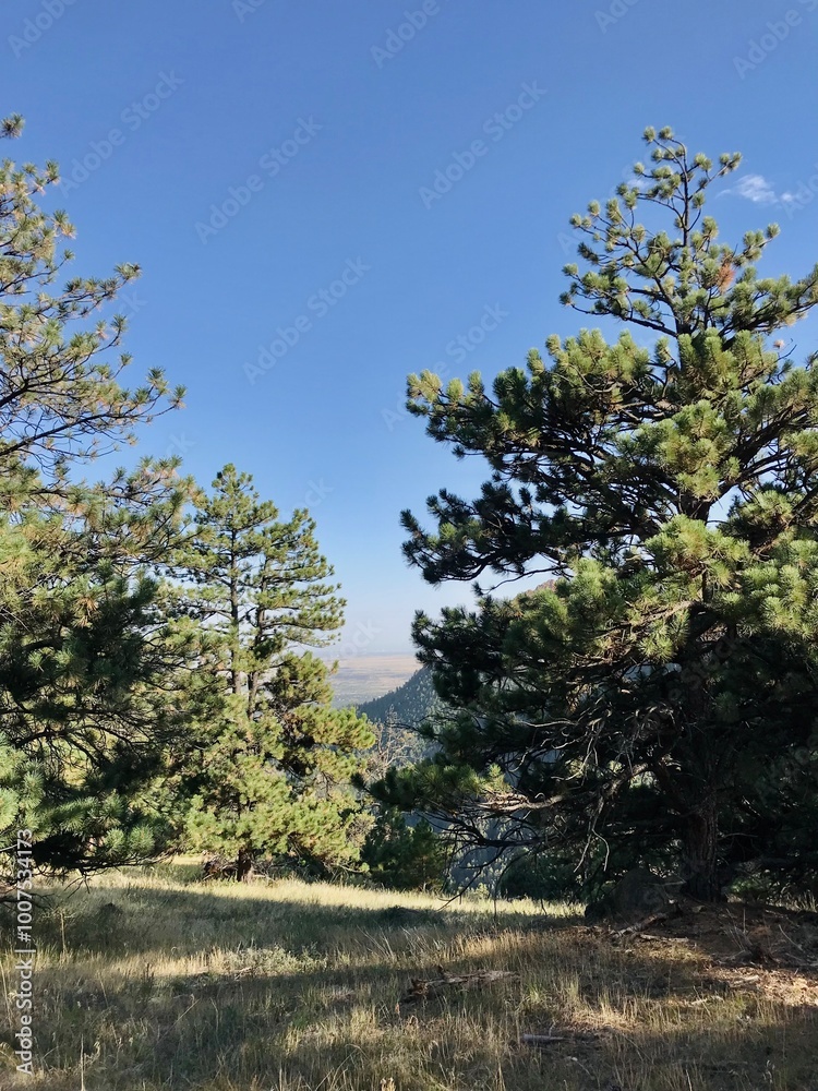 Fototapeta premium Hiking trail in the forest