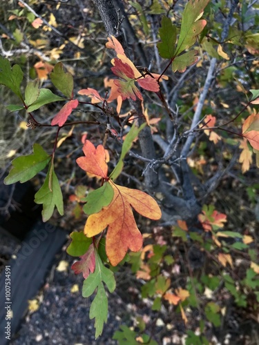 Autumn leaves in the forest