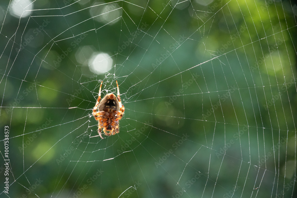 An Orb Weaver Spider in its web built on a deck in Central New Jersey An Orb Weaver Spider in its web built on a deck in Central New Jersey
